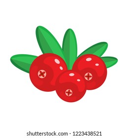 Cranberry  vector illustration isolated on white background. Garden berries