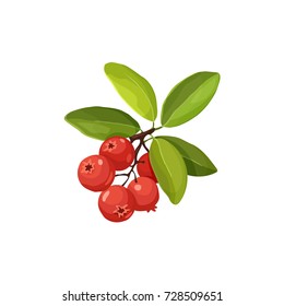 Cranberry vector illustration. Red wild berries isolated on white background.