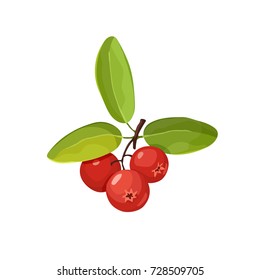 Cranberry vector illustration. Red wild berries isolated on white background.