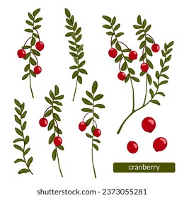 Cranberry vector illustration set. Northern red forest berries and branches with leaves isolated on white background. Hand drawn organic natural healthy fruit. Food with vitamins and antioxidants