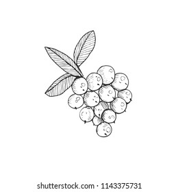 Cranberry vector illustration. Wild berries sketch isolated on white background.