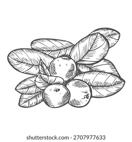 Vector de arándano dibujado a mano. Ilustración botánica aislada