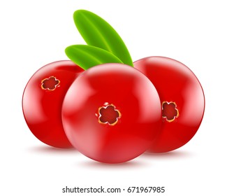 Cranberry vector realistic illustration for your design.