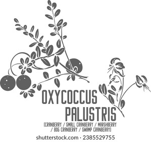Silhouette vectorial de Cranberry. Esquema de la planta de Oxycoccus palustris. Conjunto de Marshberry, arándano de boga, arándano de pantano en línea para productos farmacéuticos. Dibujo por contorno de hierbas medicinales