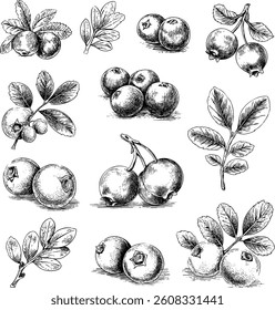 Cranberry vector sketch of a drawn set. Covering fruits and leaves.