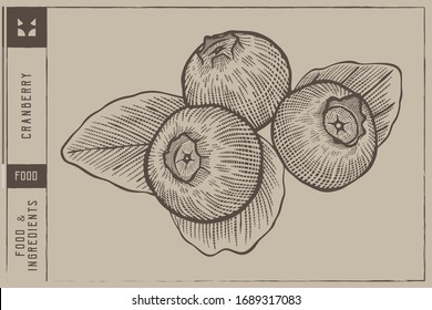 Cranberrys Vector illustration - Hand drawn - Out line