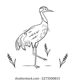 Crane bird in doodle style. Demoiselle crane black linear sketch isolated on white background. Vector illustration