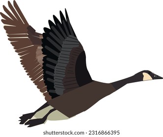Crane bird isolated vector illustration Closeup side view with space for text
