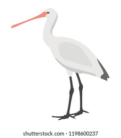 
Crane bird, long legged and long necked bird
