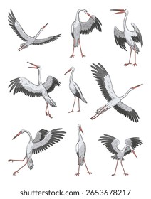 Kranvogelset im realistischen Stil, hochwertige Details. Vektorgrafik