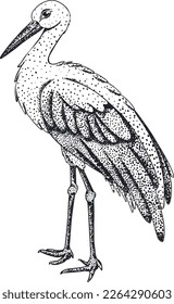Crane bird. Vector stork, sketch of hand drawn bird.