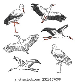 Crane birds collection isolated vector illustration. Stork, egret, heron design element set. Asian creature, Japan wildlife in cartoon style.