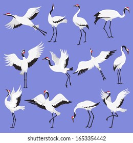 Crane birds with red crowns vector illustration. Japanese cranes in different poses. 