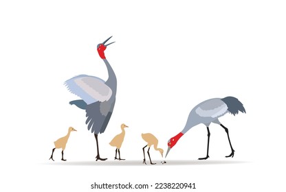 Crane family foraging on a beautiful nature background. vector illustration