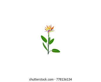 
Crane flower- Bird of Paradise Flower vector image 