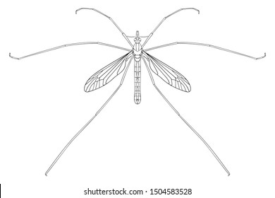 Crane fly, black & white vector illustration