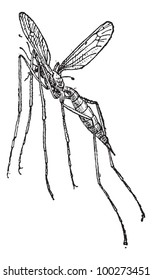 Crane fly or mosquito hawk or  mosquito eater or skeeter eater or gallinipper or gollywhopper or daddy longlegs, vintage engraved illustration. Dictionary of words and things - Larive and Fleury 1895