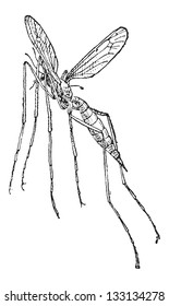 Crane Fly o Tipula sp., ilustración vintage. Diccionario de Palabras y Cosas - Larive y Fleury - 1895