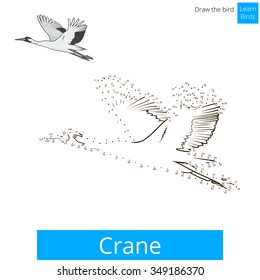 Crane learn birds educational game learn to draw vector illustration