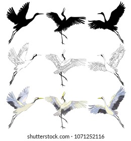 crane sketch, bird flying over white background, set, silhouette, vector, illustration.