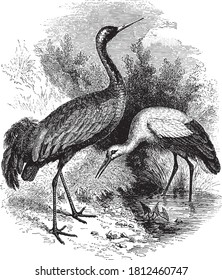 Grúa y cigüeña, del diccionario de palabras y cosas, 1888.