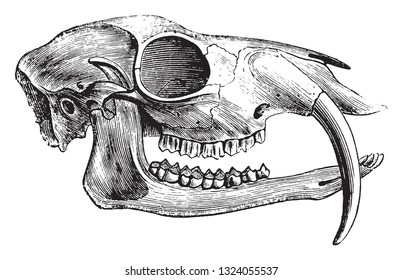 Grúa y dientes del almizcle de Chevrotain, ilustración vintage grabada. 