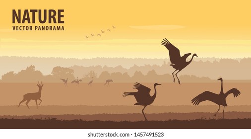 Cranes dance in field on sunrise. Wildlife vector panorama
