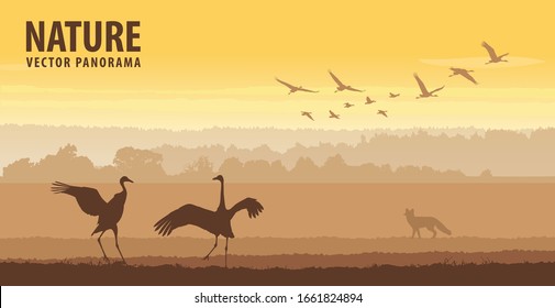 Cranes in field on sunrise. Wildlife vector panorama