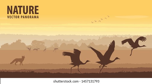 Cranes take off in field on sunrise. Wildlife vector panorama