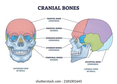 Cranial bones anatomy and skull skeleton medical division outline diagram. Labeled educational frontal, parietal, sphenoid, ethmoid and temporal bone vector illustration. Paired and unpaired examples.