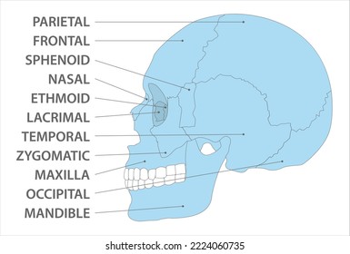 cranial bones side view vector image