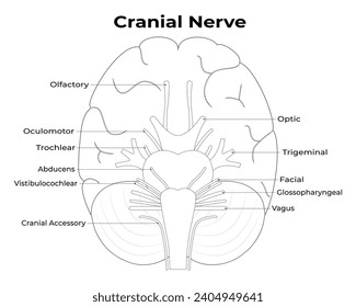 Cranial Nerve Science Design Vector Illustration Diagram