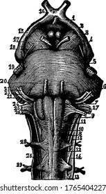 The Cranial Nerves are 12 pairs of nerves that start in different parts of your brain they control everything, vintage line drawing or engraving illustration.