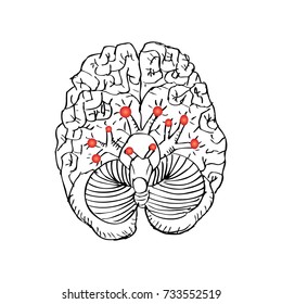 Cranial Nerves