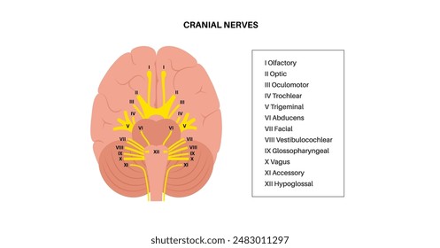 Cranial nerves anatomy, human brain poster. Brainstem, pons and cerebellum diagram. Sensory and motor functions. Olfactory and optic nerves. Central nervous system in human body vector illustration