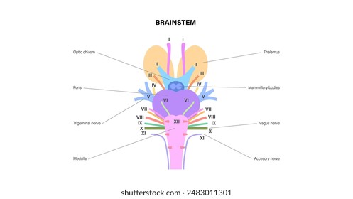 Cranial nerves anatomy, human brain poster. Brainstem, pons and cerebellum diagram. Sensory and motor functions. Olfactory and optic nerves. Central nervous system in human body vector illustration