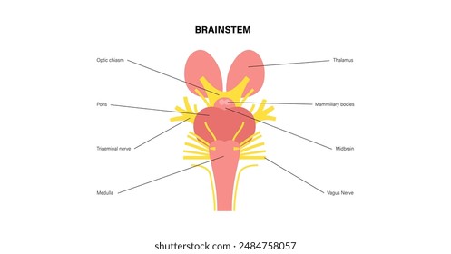 Cranial nerves anatomy, human brain poster. Brainstem, pons and cerebellum diagram. Sensory and motor functions. Olfactory and optic nerves. Central nervous system in human body vector illustration