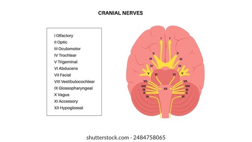 Cranial nerves anatomy, human brain poster. Brainstem, pons and cerebellum diagram. Sensory and motor functions. Olfactory and optic nerves. Central nervous system in human body vector illustration