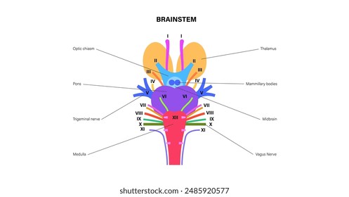 Cranial nerves anatomy, human brain poster. Brainstem, pons and cerebellum diagram. Sensory and motor functions. Olfactory and optic nerves. Central nervous system in human body vector illustration