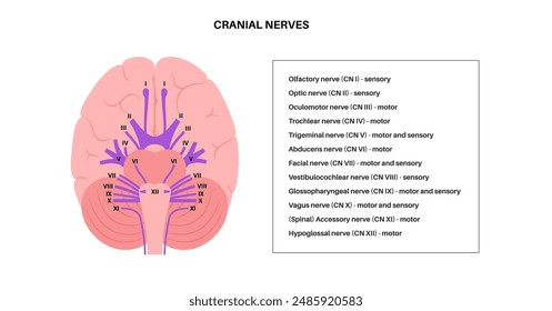 Cranial nerves anatomy, human brain poster. Brainstem, pons and cerebellum diagram. Sensory and motor functions. Olfactory and optic nerves. Central nervous system in human body vector illustration