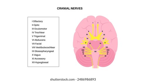 Anatomía de los nervios craneales, póster del cerebro humano. Tallo cerebral, protuberancia y diagrama de cerebelo. Funciones sensoriales y motoras. Nervios olfativos y ópticos. Sistema nervioso central en la Ilustración vectorial del cuerpo humano