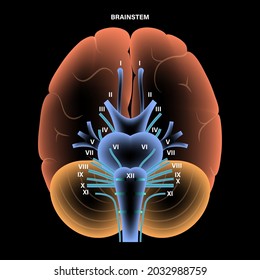 Cranial nerves diagram. Brain structure medical poster. Cerebellum, pons, pyramid, trigeminal and vagus nerves. Motor and sensory fibres scheme. Brainstem anatomical banner 3d vector illustration.