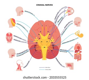 Schädelnervendiagramm. Gehirnstruktur und Verbindungen zu Teilen des menschlichen Körpers und inneren Organen. Motor- und sensorische Fasern. Brainstem anatomisches Poster, medizinische flache Vektorgrafik.