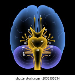 Schädelnervendiagramm. Das Gehirn strukturiert medizinisches Poster. Cerebellum, Pons, Pyramide, Trigeminalnervs und Vagusnerven. Motor- und sensorische Fasern. Brainstem anatomischen Banner 3D Vektorgrafik.