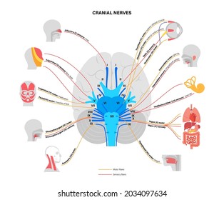 Cranial nerves diagram. Brain structure and connections with parts of the human body and internal organs. Motor and sensory fibres scheme. Brainstem anatomical poster medical flat vector illustration.