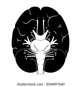Cranial nerves diagram. Brain structure medical poster. Cerebellum, pons, pyramid, trigeminal and vagus nerves. Motor and sensory fibres scheme. Brainstem anatomical banner flat vector illustration.