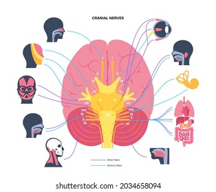 Cranial nerves diagram. Brain structure and connections with parts of the human body and internal organs. Motor and sensory fibres scheme. Brainstem anatomical poster medical flat vector illustration.