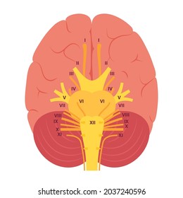 Cranial nerves diagram. Brain structure medical poster. Cerebellum, pons, pyramid, trigeminal and vagus nerves. Motor and sensory fibres scheme. Brainstem anatomical banner flat vector illustration.