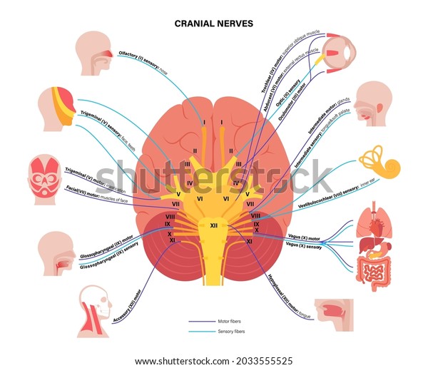 Cranial nerves diagram. Brain structure and\
connections with parts of the human body and internal organs. Motor\
and sensory fibres scheme. Brainstem anatomical poster medical flat\
vector illustration.