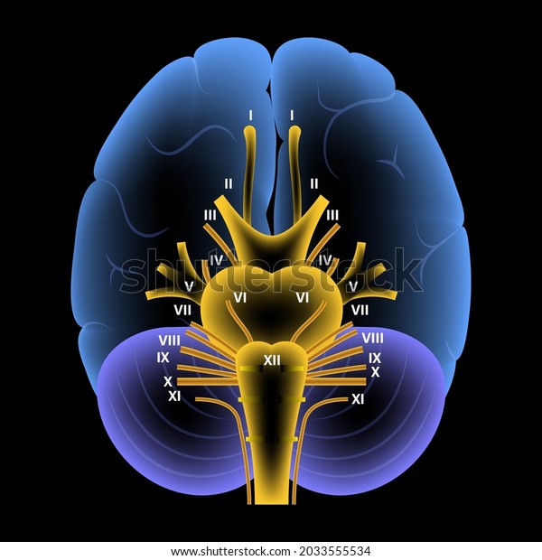 Cranial nerves diagram. Brain structure\
medical poster. Cerebellum, pons, pyramid, trigeminal and vagus\
nerves. Motor and sensory fibres scheme. Brainstem anatomical\
banner 3d vector\
illustration.